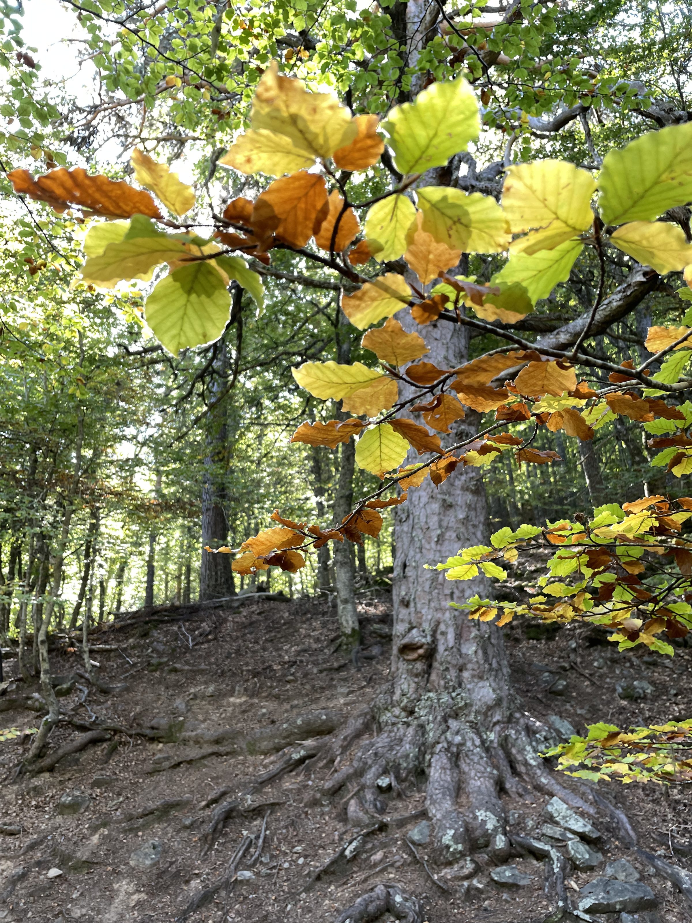 Green and brown leaves in early autumn in a forest in Soria, Spain.