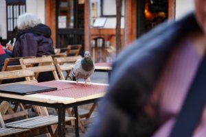 A pigeon standing on a table in an outdoor cafe setting with wooden chairs and people in the background.