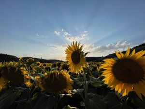 Sunflower in a sunflower field with the sun in the back and a blue sky.