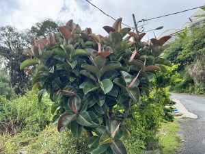 A large rubber tree with thick, dark green leaves and reddish tips grows beside a curved road, with power lines visible overhead and lush vegetation in the background.