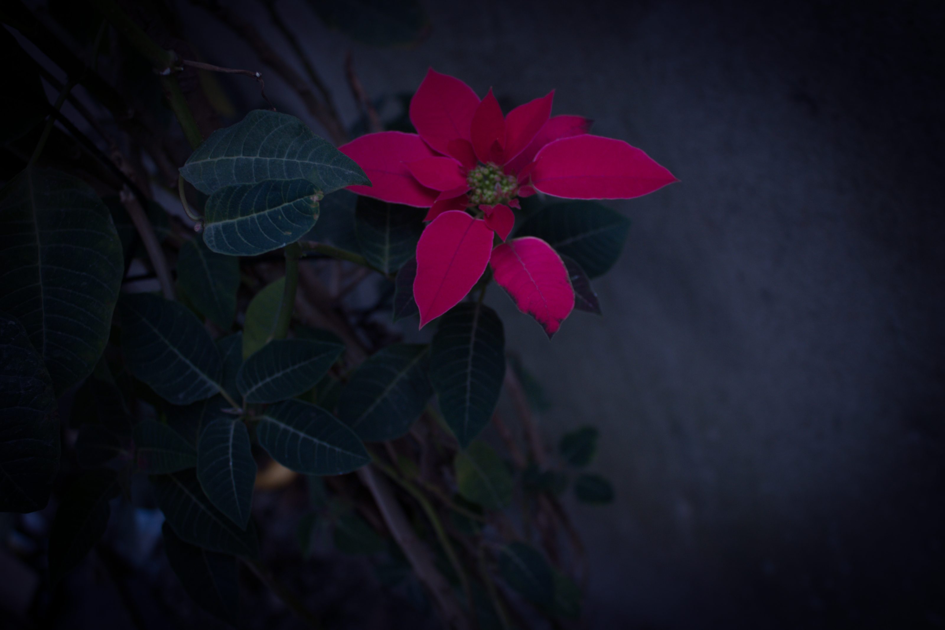 A vibrant poinsettia with bright red bracts and green leaves set against a dark, blurred background.