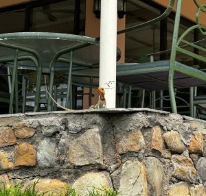 A lizard with an orange head is perched on a stone wall, in front of a glass table and metal chairs on a patio.