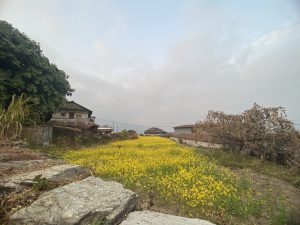 A scenic view of a rural area with a field full of bright yellow wildflowers. In the background, there are traditional stone houses and a sky with scattered clouds. On the left side, a large green tree stands out among the rocks.