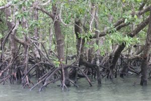 Mangrove trees with thick trunks and exposed roots submerged in water, creating a natural aquatic habitat, Mangrove forest scene featuring waterlogged roots and vibrant green foliage under natural light.