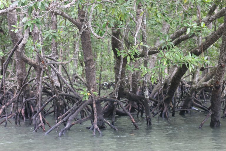 Mangrove trees with thick trunks and exposed roots submerged in water, creating a natural aquatic habitat, Mangrove forest scene featuring waterlogged roots and vibrant green foliage under natural light.