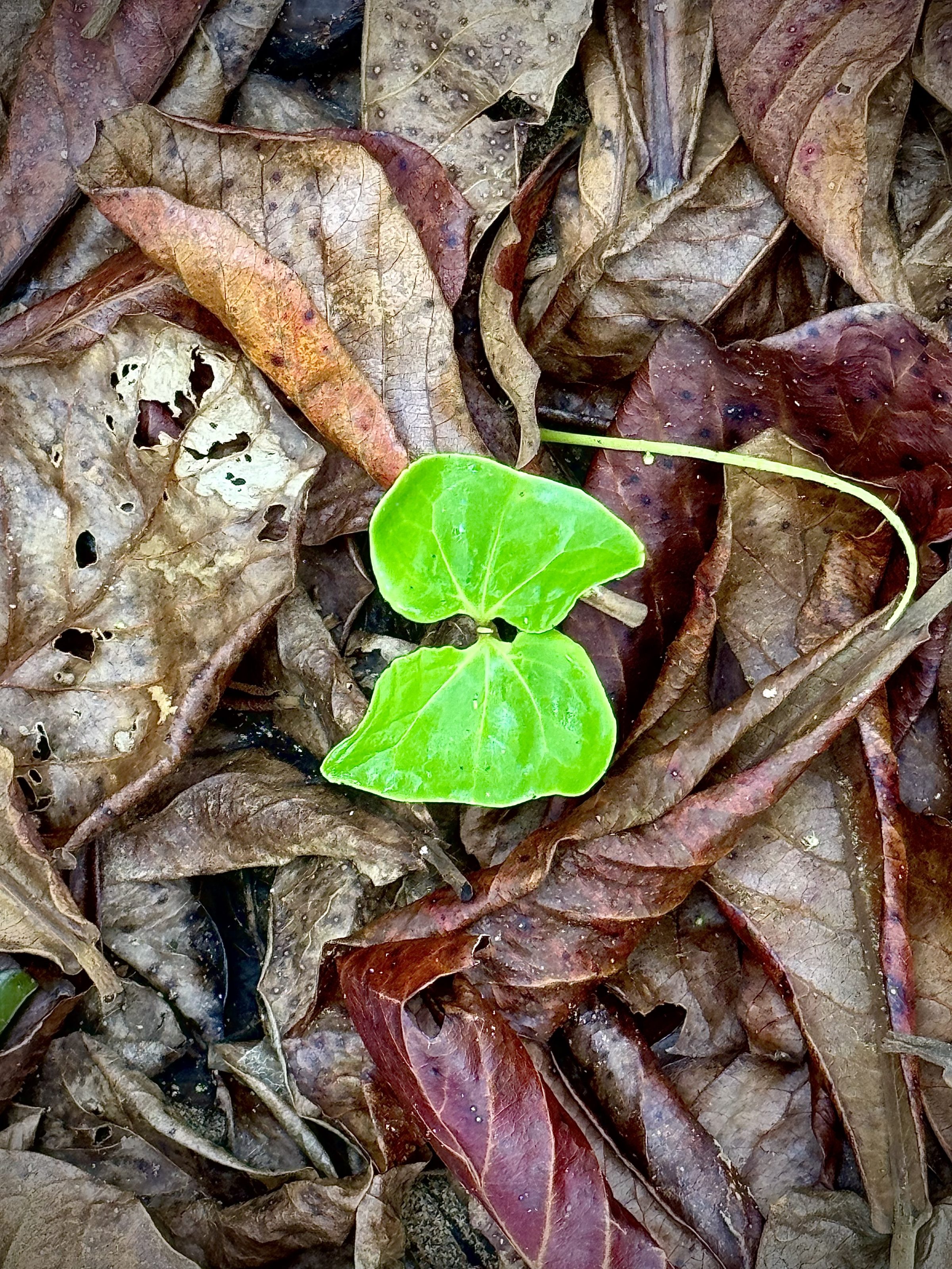 A green plant sprouting from the leaf litter