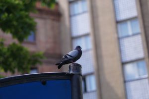 A pigeon perched on the top of a kids playing area, with a blurred background of a building and trees.