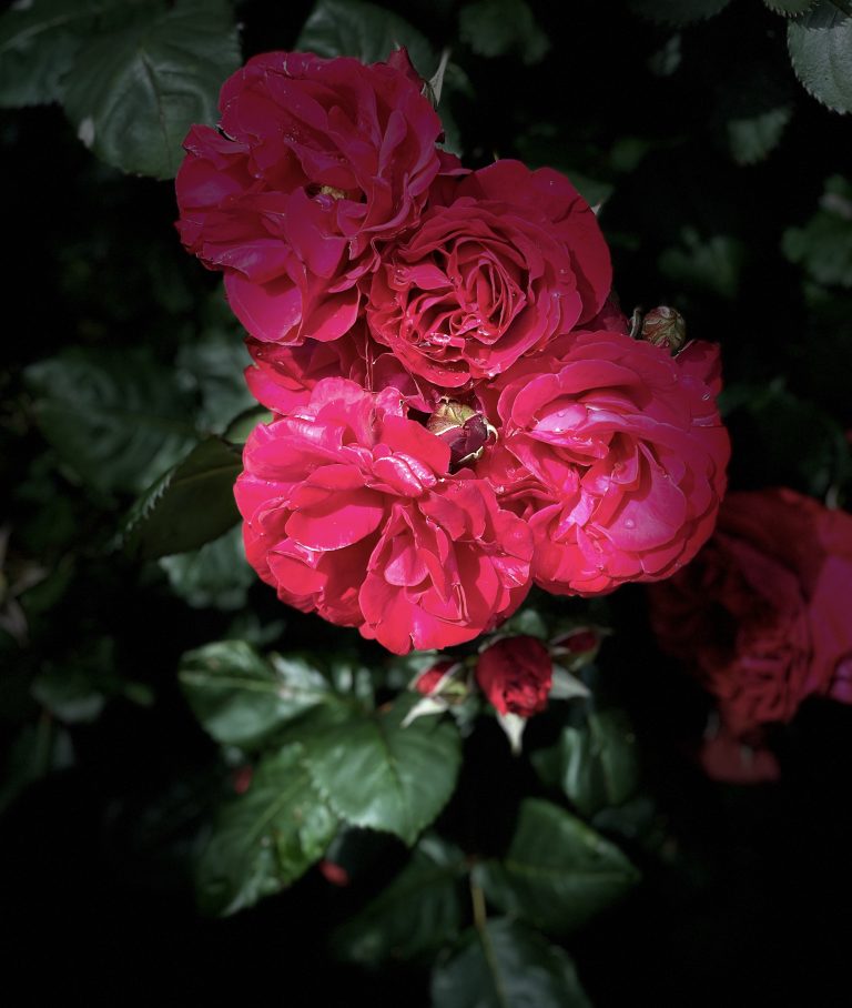 Close-up of vibrant red roses with glossy petals and droplets of water, surrounded by dark green leaves in a dimly lit setting.