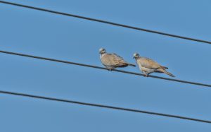 Eurasian collared doves sitting on an electric wire.