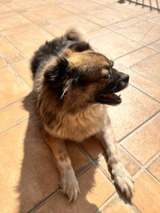 A small, fluffy dog with a mix of black, brown, and white fur is lying on a sunlit tiled floor, looking to the right with its mouth slightly open.