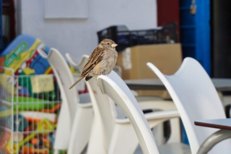 A small brown sparrow perched on the back of a white plastic chair in an outdoor setting. In the background, there are colorful objects and a blue wall, with some crates and boxes visible.