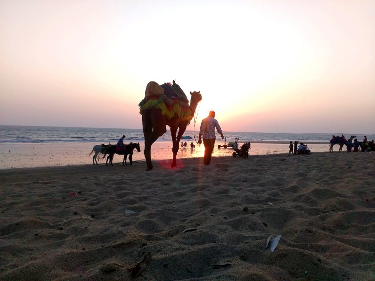 A person walking alongside a camel on a sandy beach at sunset. Other people and animals are visible along the shoreline with the ocean in the background. The sky is glowing with warm hues as the sun sets on the horizon.