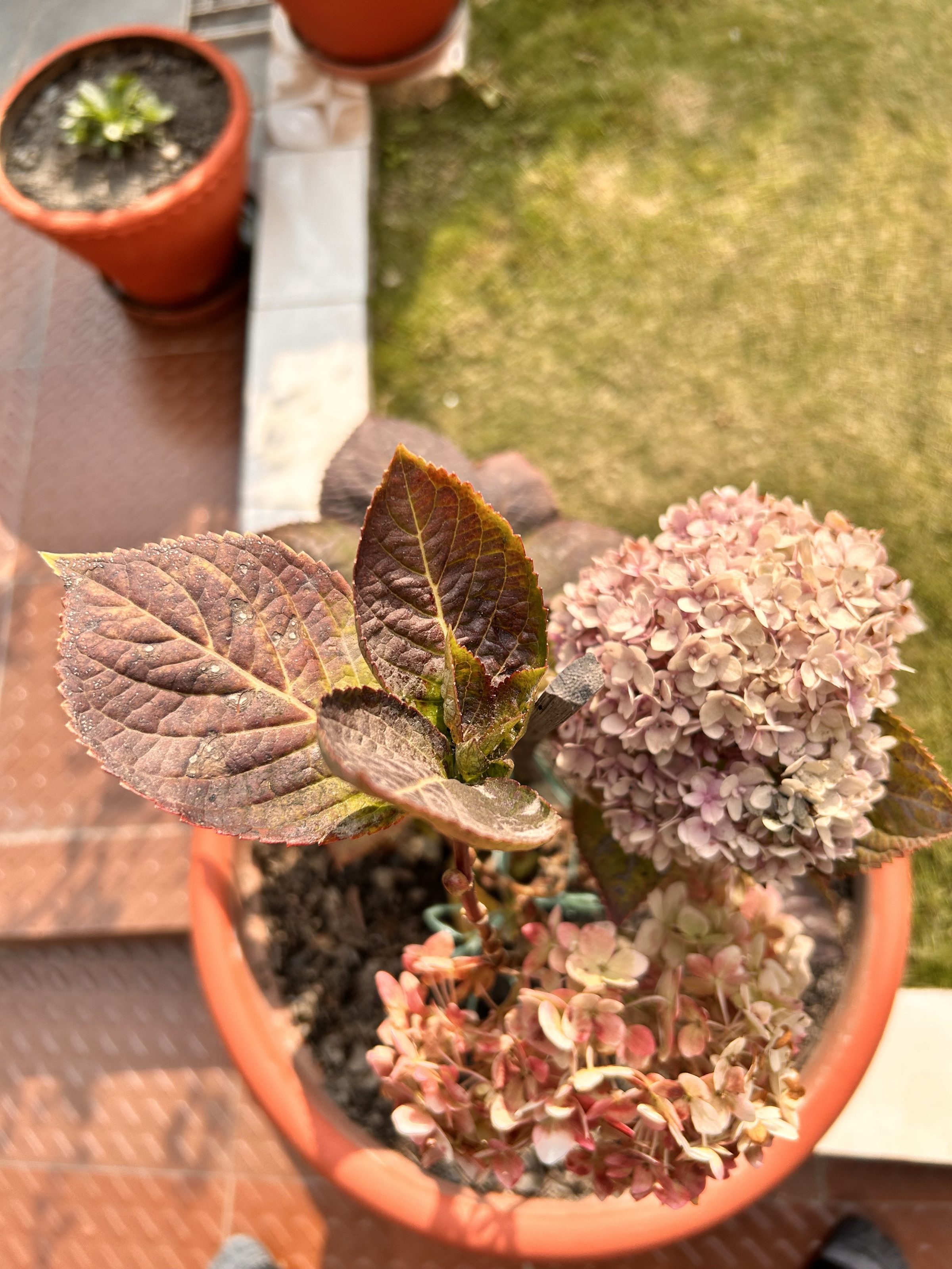 A terracotta pot containing a hydrangea plant with pink and purple blossoms and some brown leaves. There is soil visible in the pot. Another plant in a similar pot is partially visible in the background, along with a grassy area and a stone or tile surface.