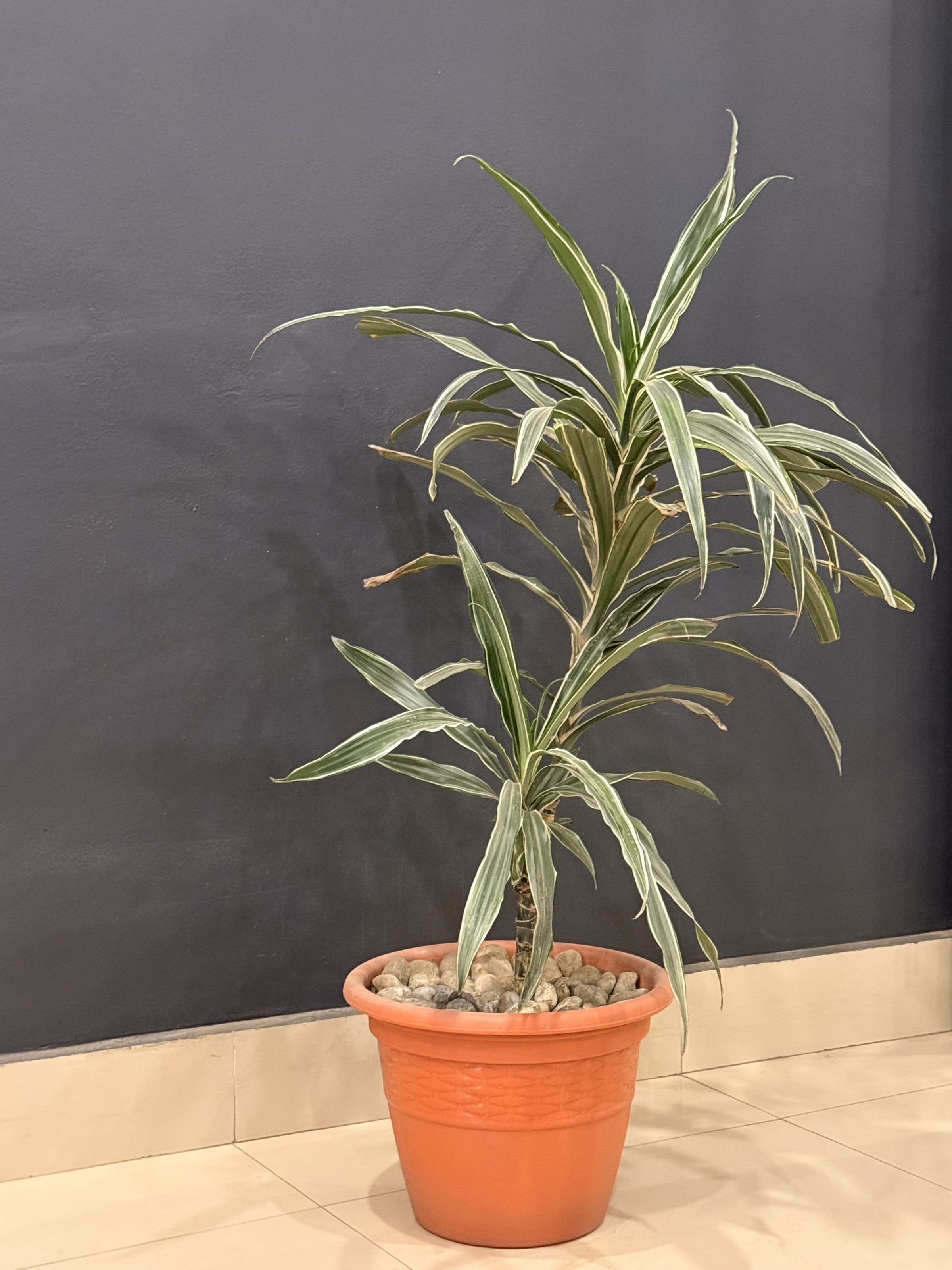 A potted plant with long, slender green leaves edged in white, placed in an orange pot filled with small rocks. The pot is situated on a light tiled floor against a dark wall.