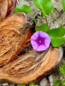 Purple flower growing from the remains of a coconut