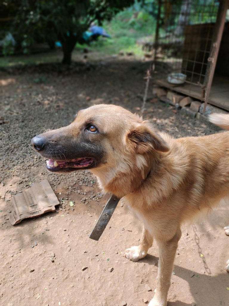 A brown dog gazes thoughtfully at the surroundings.