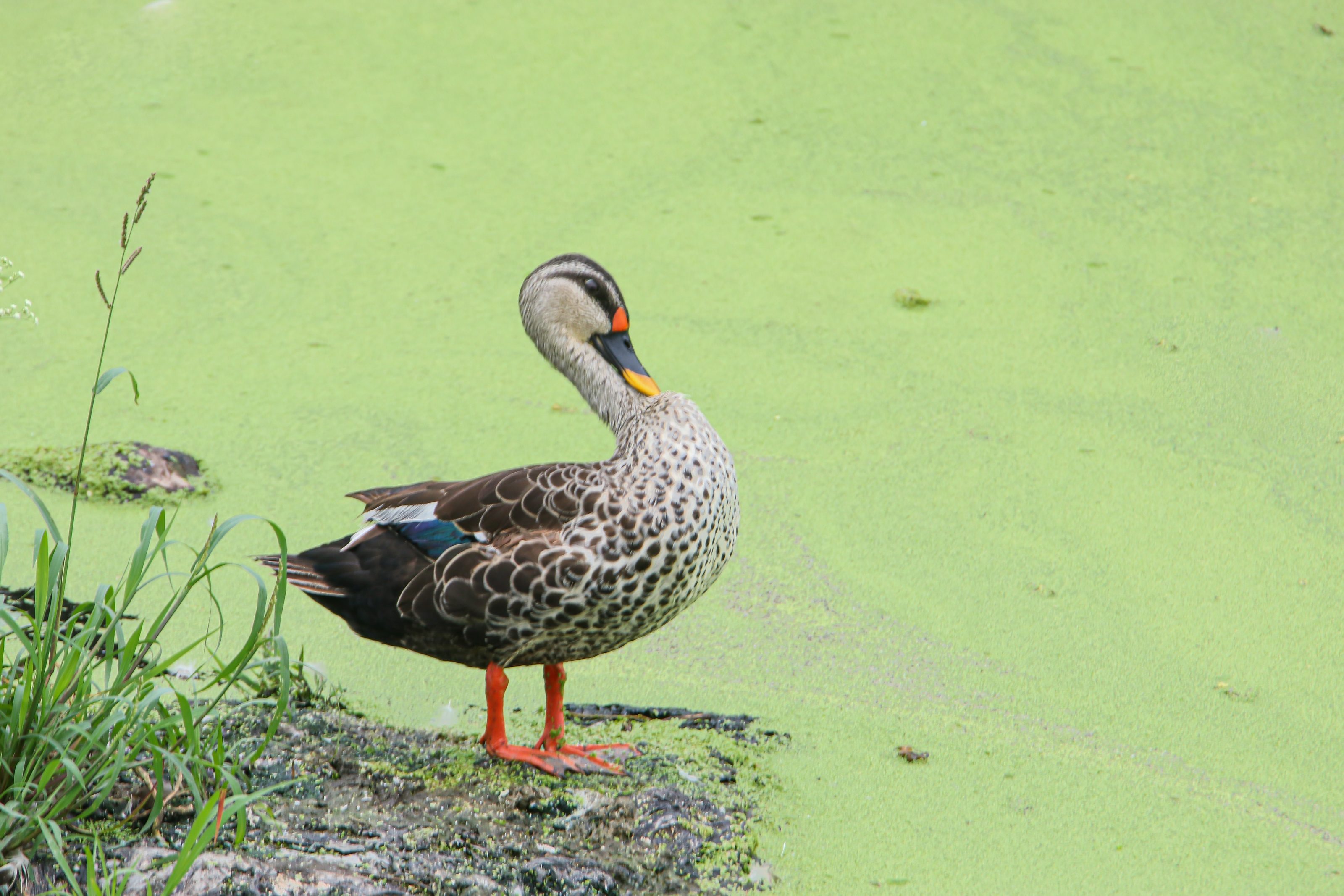 A duck with a patterned body and vibrant orange beak stands on the edge of a pond covered in green algae, with grass and small plants in the foreground.