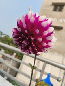 A close-up image of a vibrant pink and white dahlia flower with layered petals, set against an outdoor backdrop featuring a building and a railing. The sky is clear and blue.