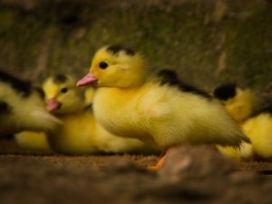 
A close-up fluffy Magpie duckling with black markings, standing on a dirt surface. Other ducklings are visible in the blurred background.