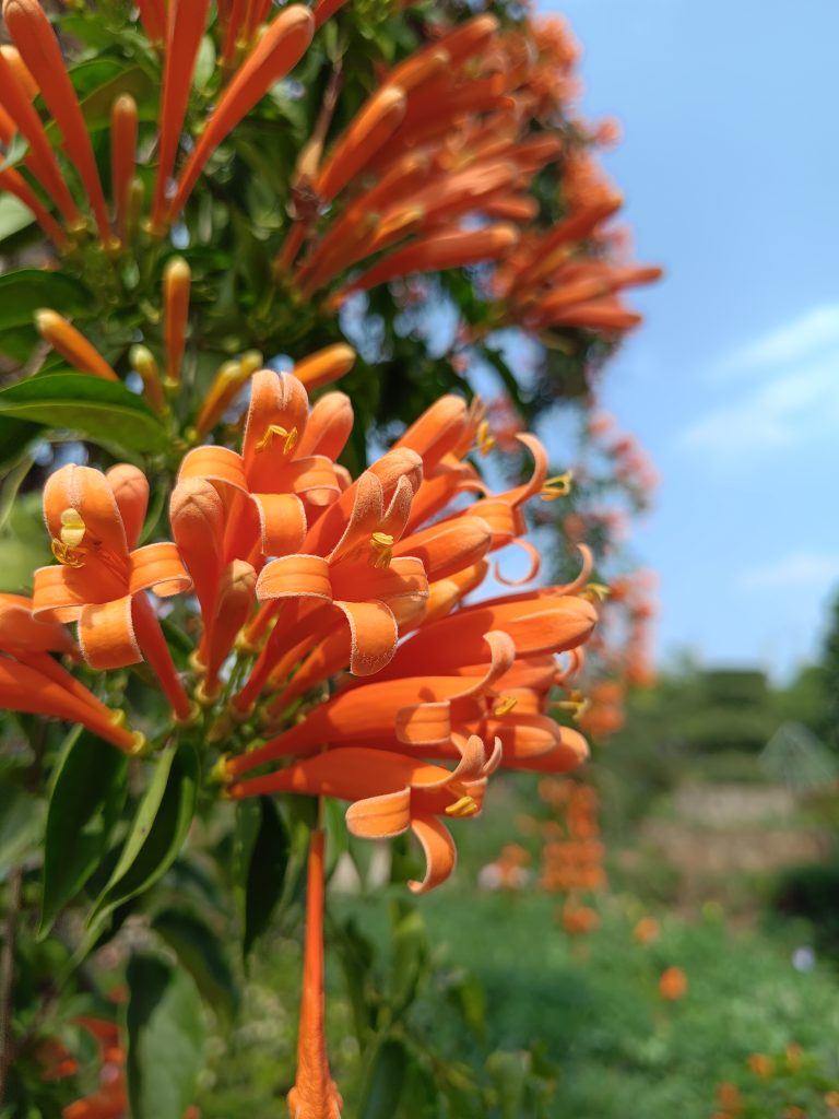 Close-up of vibrant orange trumpet flowers with green leaves in a garden setting, set against a clear blue sky.