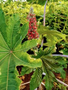 A close-up of a castor oil plant showing large, palmate green leaves and a spiky, red flower stalk.
