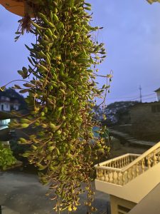 A hanging plant with cascading green leaves and small buds is in focus against a twilight sky, with a distant view of buildings and a staircase in the background.