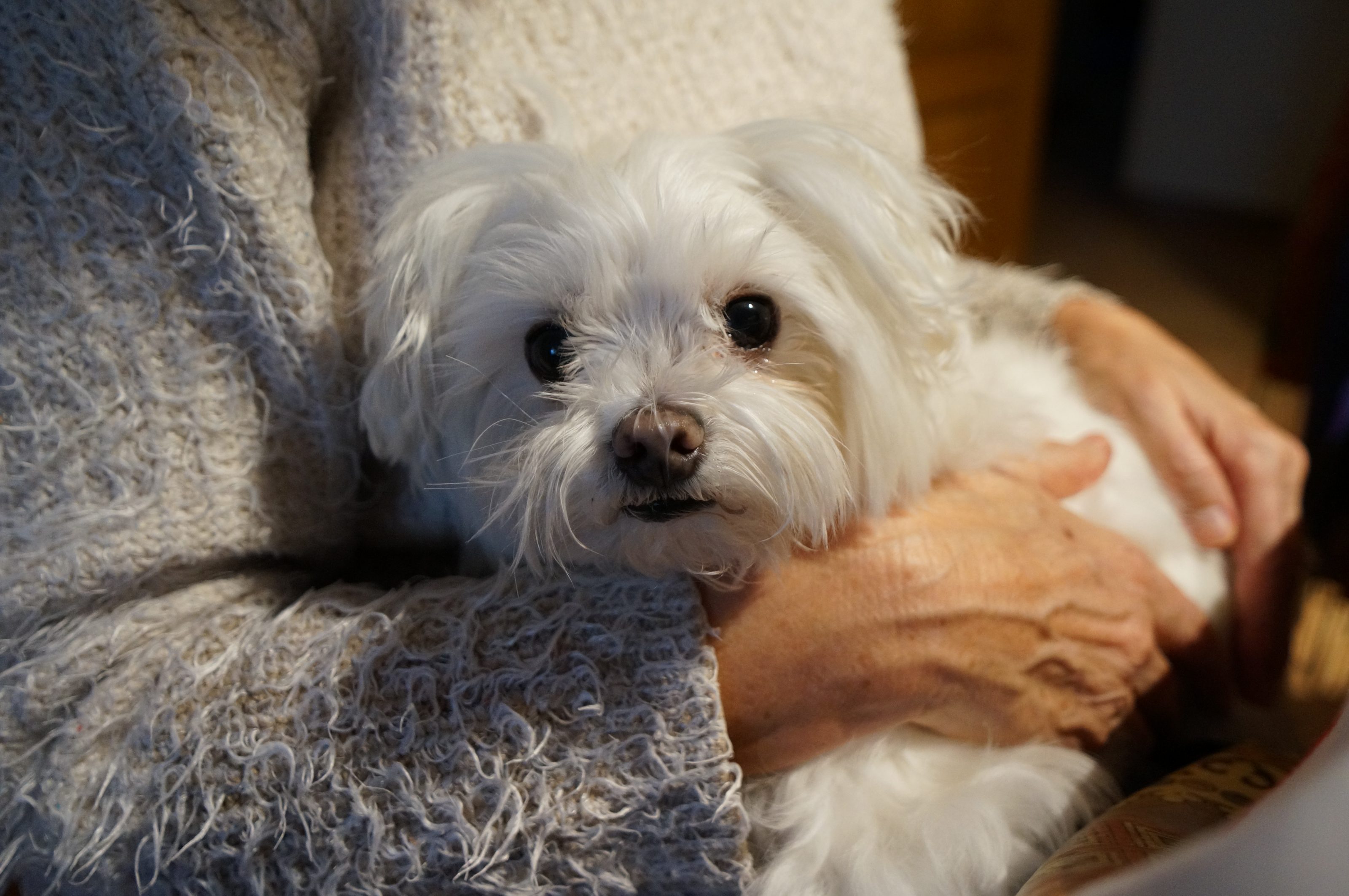 A fluffy white dog being held in the arms of a person wearing a knitted sweater.