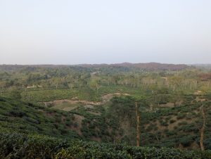 A scenic view of a lush green landscape with rolling hills covered in tea plantations.