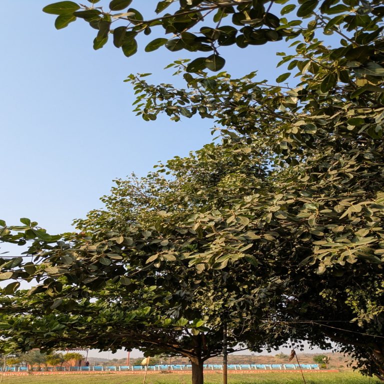 A vibrant image of a lush green tree canopy against a clear blue sky, with a rural landscape visible in the background, including a fence, a field, and some structures in the distance.