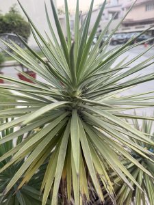 A Aloe Yucca plant with the close-up view of a spiky plant. The leaves are long, thin, and pointed, arranged in a radial pattern. The upper leaves are vibrant green, while the lower ones show slight yellowing.