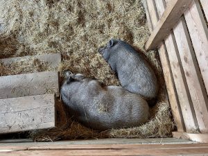 Two black mangalitza pigs sleeping in a barn
