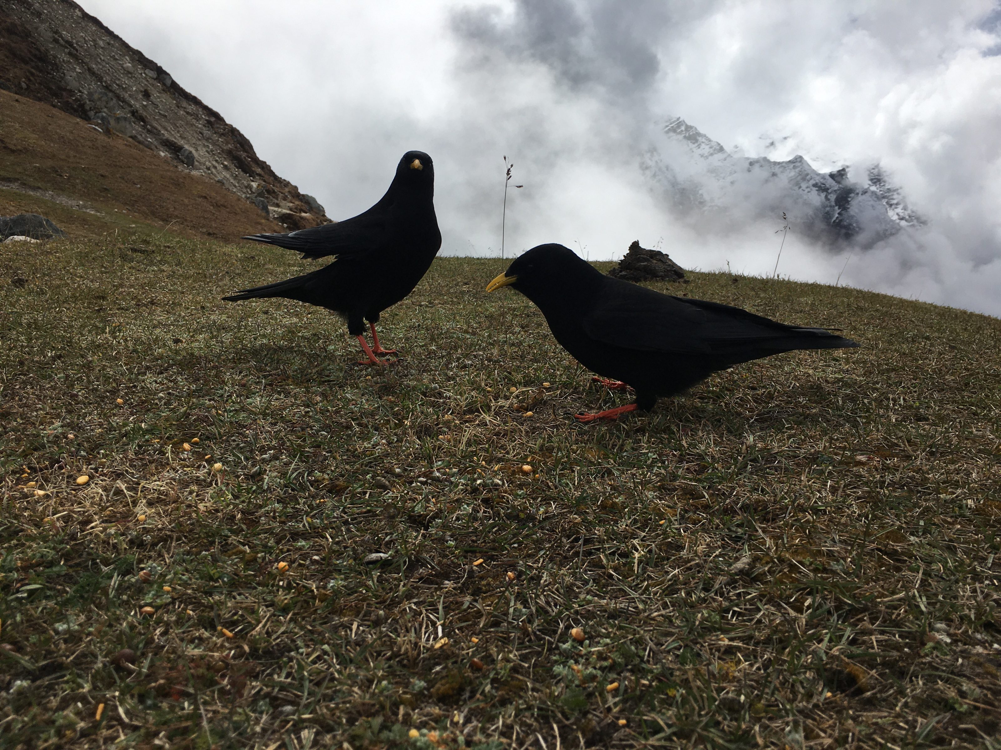 Two black birds with yellow beaks and red legs on a grassy hillside, with a backdrop of cloudy skies and snow-capped mountains.