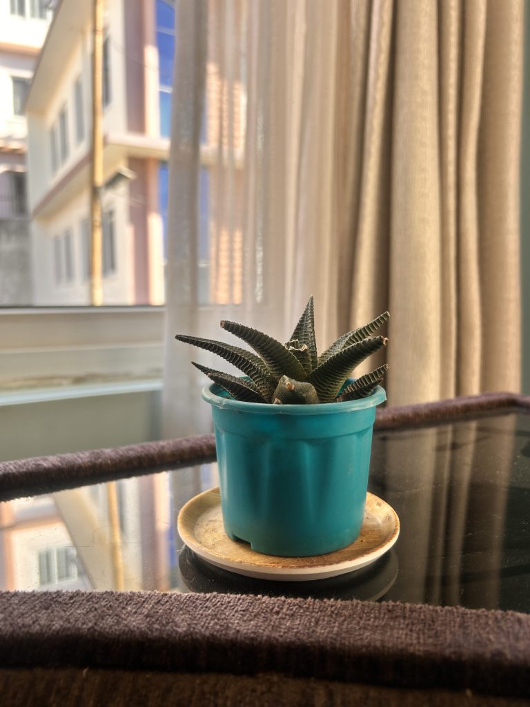 A small succulent plant in a teal pot sits on a saucer on a table. The background features a sheer curtain with a view of buildings outside