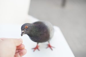 A close-up image of a pigeon eating from a person's hand. The pigeon has iridescent feathers and bright orange eyes, while the hand is lightly clenched and offering food. 