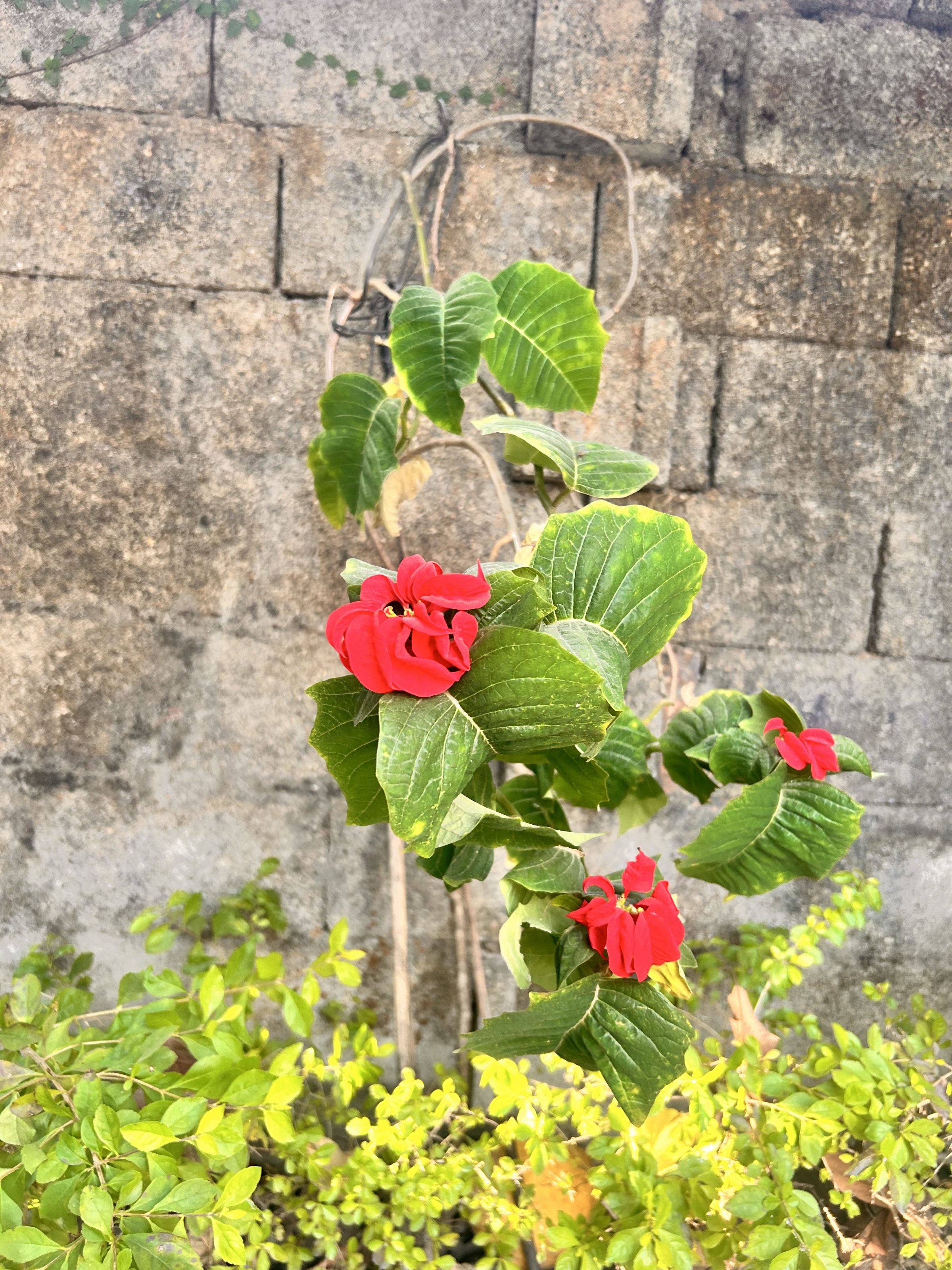 A plant with vibrant red flowers and lush green leaves growing against a textured stone wall, surrounded by other greenery.