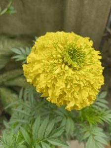 A close-up image of a yellow marigold flower, displaying its vibrant, ruffled petals and green leaves in the background.