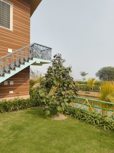 A small tree with broad leaves in a well-maintained garden, next to a flight of stairs with ornate metal railings. The background shows a red brick building and a body of water surrounded by green foliage.