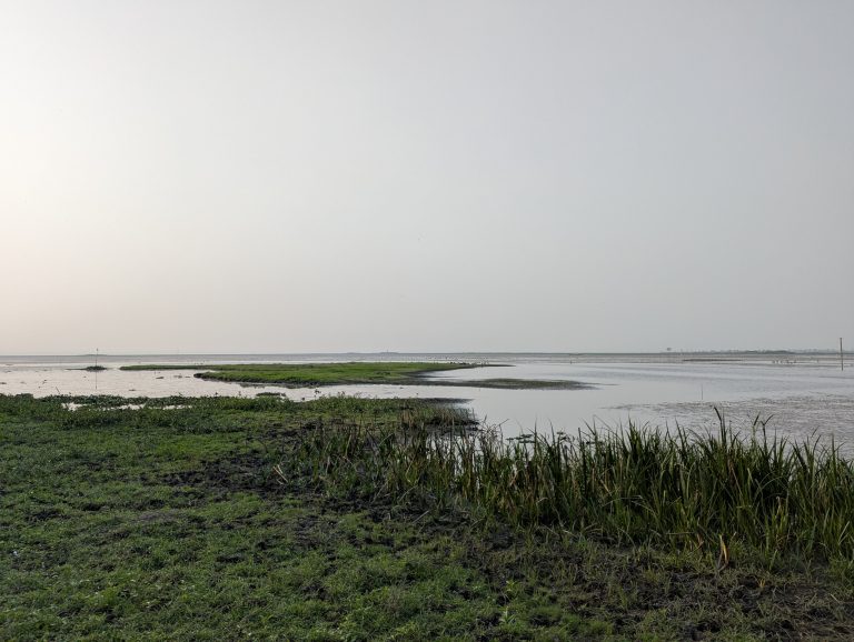 Baikka Bil Sreemangal, Bangladesh. Marshy area with green vegetation in the foreground, transitioning into a calm body of water