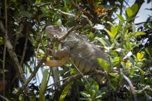 A large iguana resting on a tree branch, surrounded by lush green foliage.