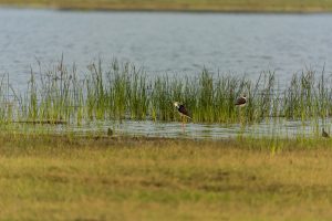 Two birds standing in shallow water amidst tall grasses by a lake.
