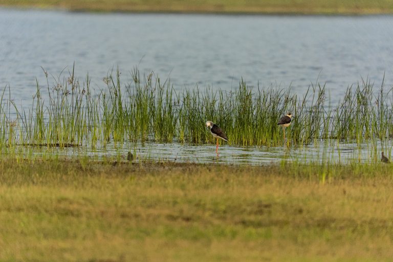 Two birds standing in shallow water amidst tall grasses by a lake.