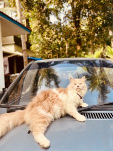 A fluffy, light golden and white cat is lounging on the hood of a car. 