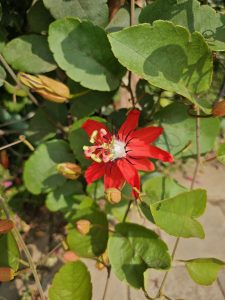Bright red flower on a creeper in a garden. Kaneri Math, Kolhapur
