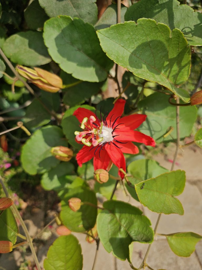 Bright red flower on a creeper in a garden. Kaneri Math, Kolhapur