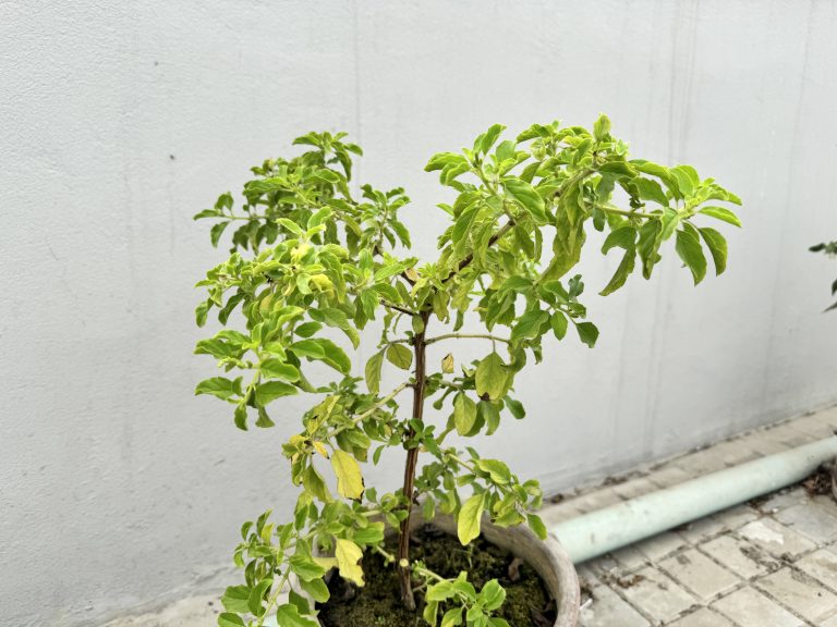 A small stevia plant growing in a gray pot with bright green leaves and a few yellowing ones, set against a white wall with a green pipe visible at the bottom.
