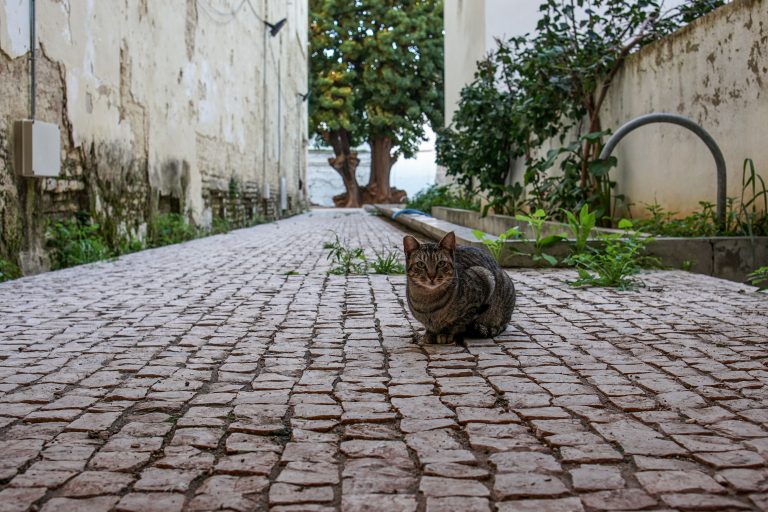 A tabby cat sitting on a cobblestone pathway between two old, weathered buildings with plants growing along the sides and a large tree in the background.