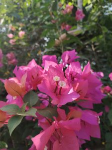 Vibrant pink bougainvillea blossoms in full bloom, showcasing delicate details and lush greenery.