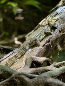 Alligator sunbathing on a log next to a river in Tortuguero, Costa Rica