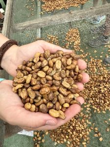 Hands holding a pile of coffee beans above a large drying screen with more beans scattered across it.