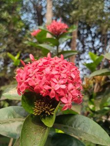 A cluster of vibrant pink flowers in focus with lush green leaves surrounding them. The background is blurred with hints of trees and foliage.